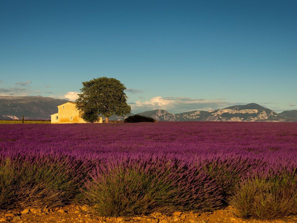 The Allure of Lavender Fields