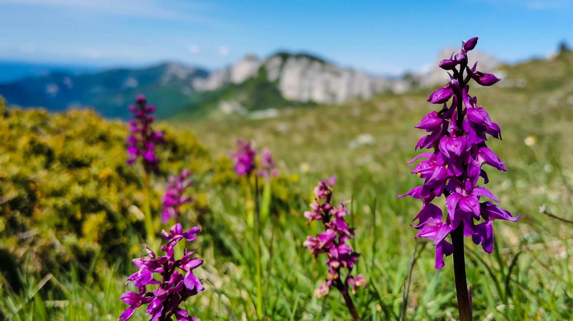 Top Alpine Tours for Wildflower Season: A Blooming Adventure Awaits