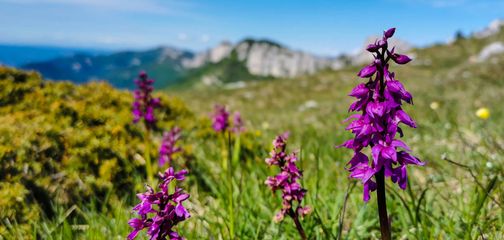 Top Alpine Tours for Wildflower Season: A Blooming Adventure Awaits