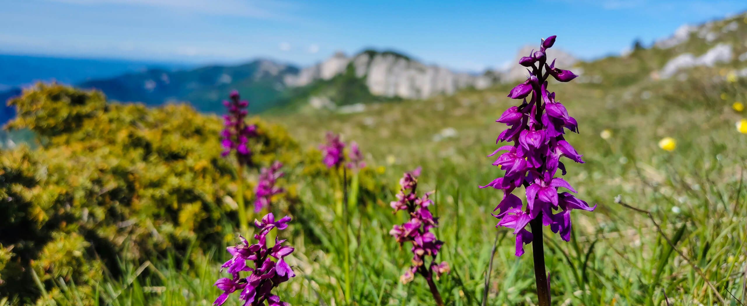 Top Alpine Tours for Wildflower Season: A Blooming Adventure Awaits