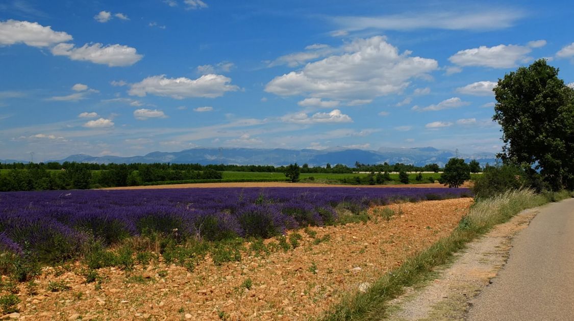 Walking Holidays in Provence: Lavender Fields, Hilltop Villages & Sunshine