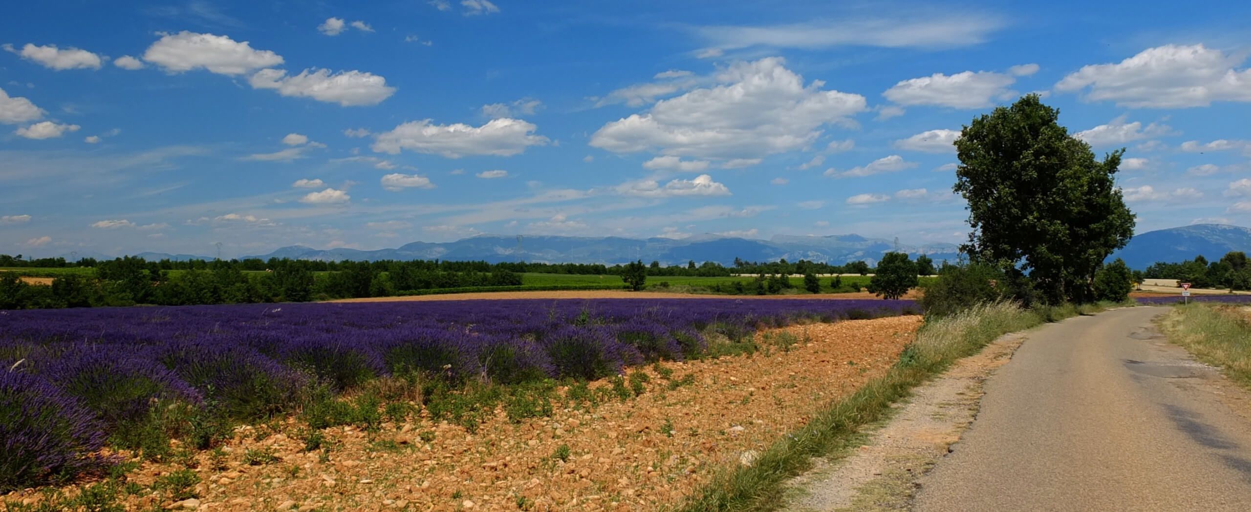 Walking Holidays in Provence: Lavender Fields, Hilltop Villages & Sunshine