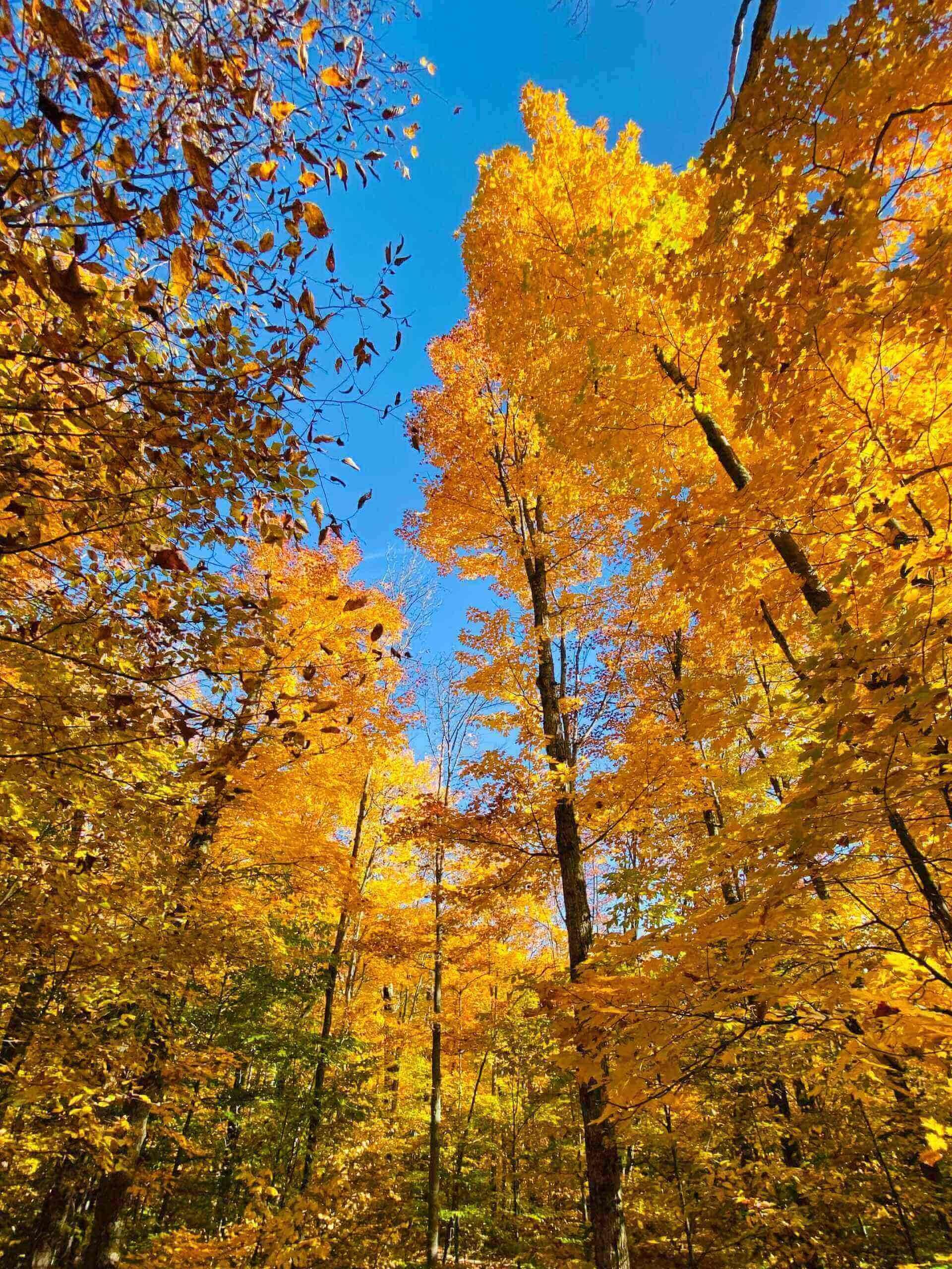 Autumn Colours in Southern Ontario