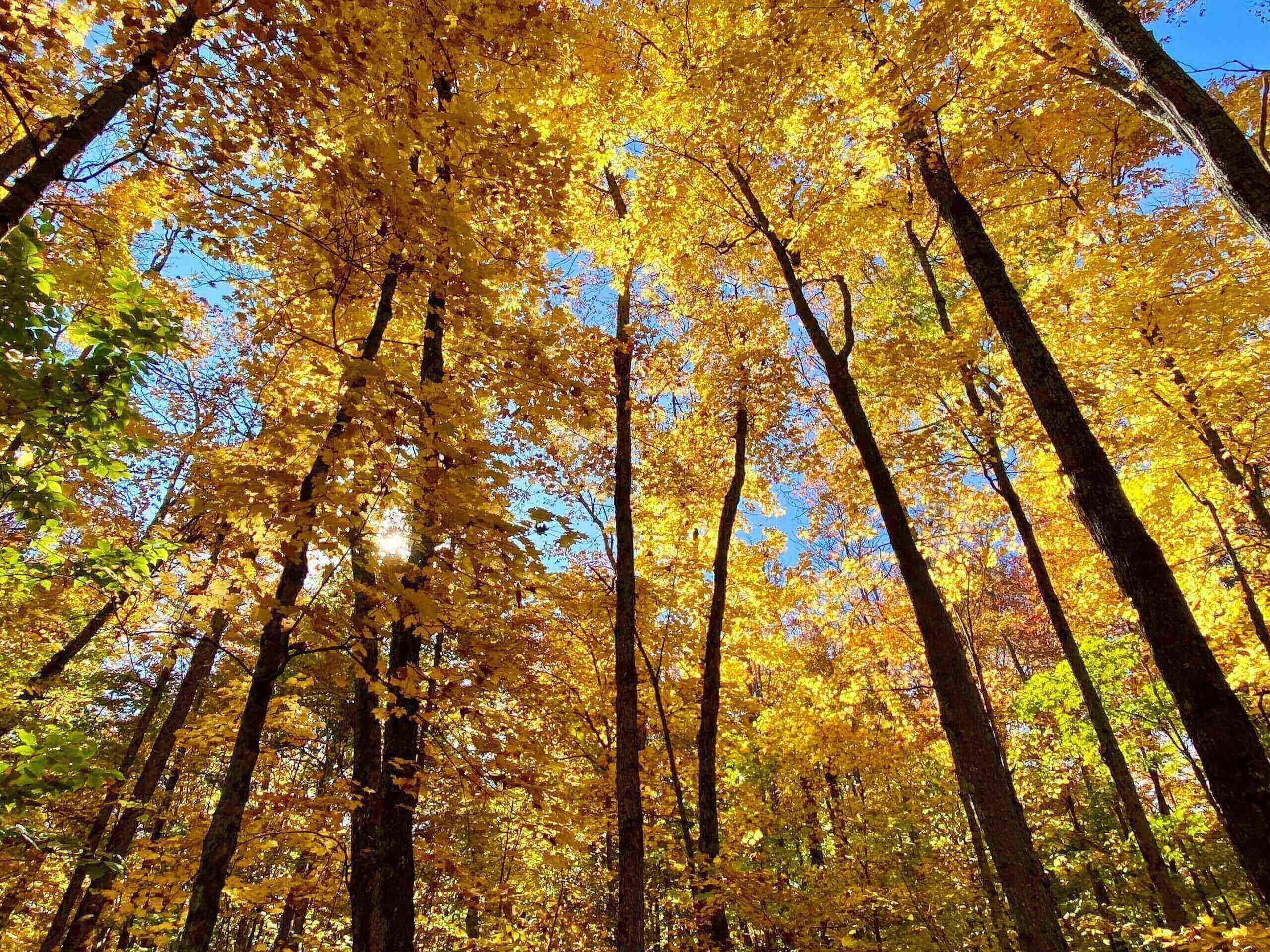 Autumn Colours in Southern Ontario