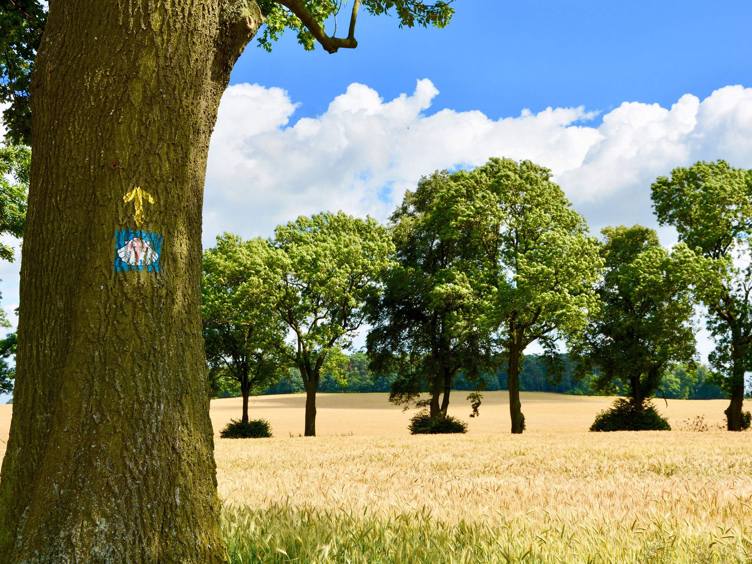 Camino Primitivo - Busiest season is in July and August when the weather is best