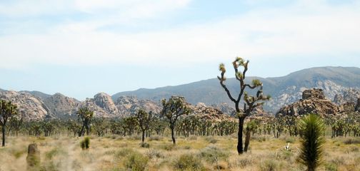 Planning your trip to Joshua Tree National Park