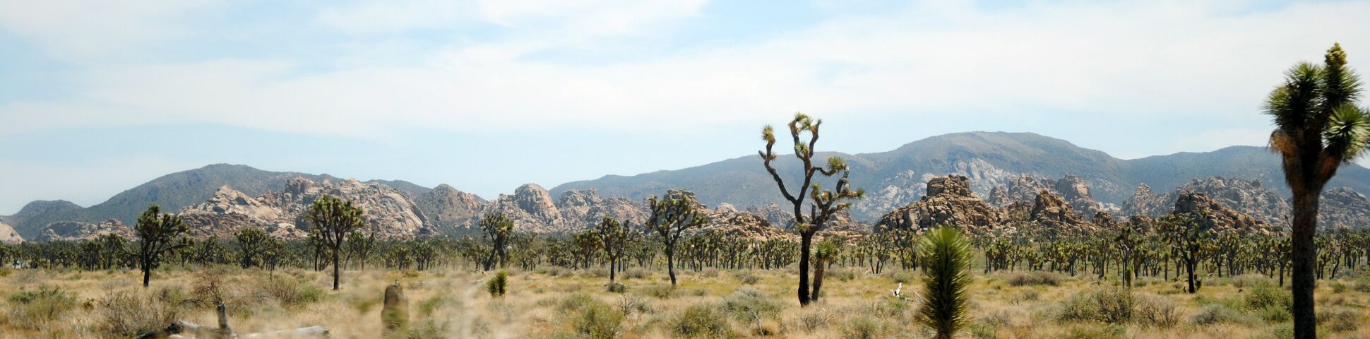 Planning your trip to Joshua Tree National Park