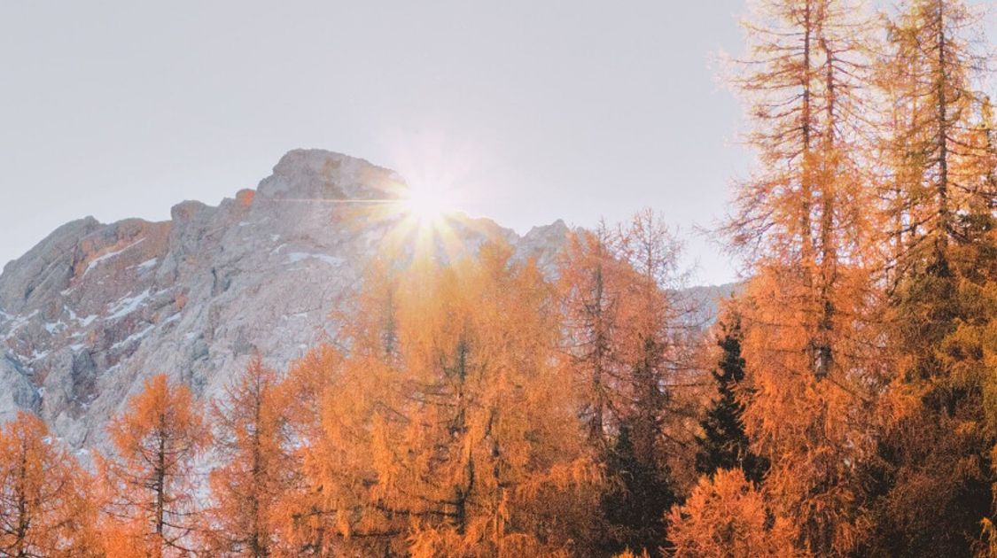 Autumn Tips