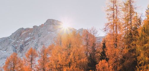 Autumn Tips
