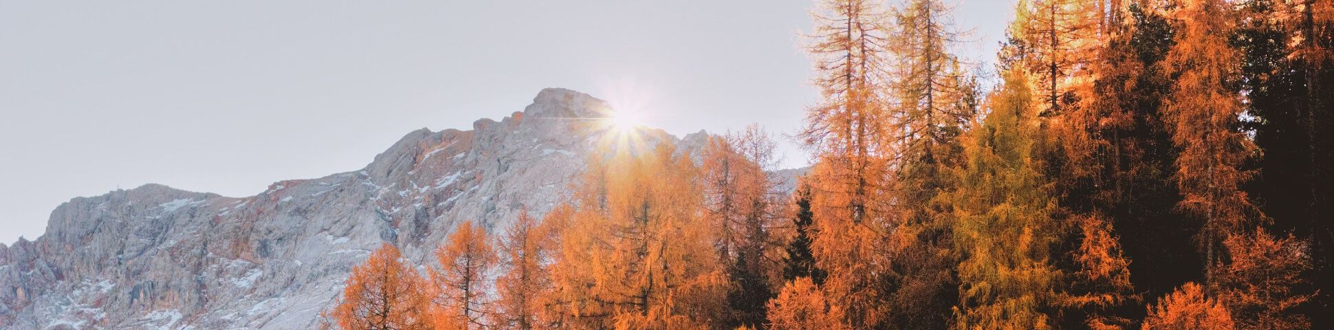 Autumn Tips