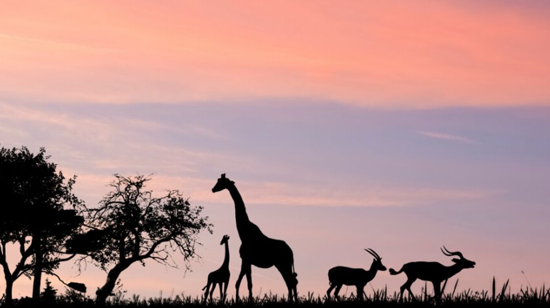Walking Trips in Tanzania: Kilimanjaro, Mount Meru and Beyond