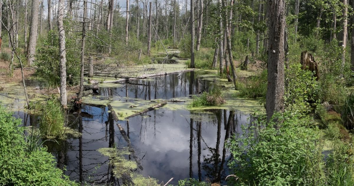 Białowieża Forest Family-Friendly Bike Tour | Poland