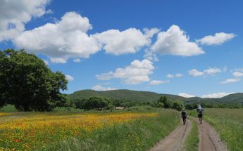 Via Francigena from Lucca to Rome